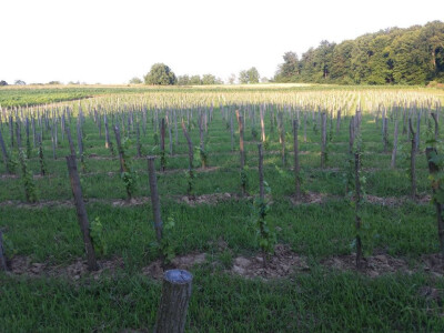 Za sada imaju 5000 trsova