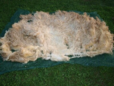 Od ovce do čarape Od ovce do čarape