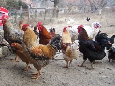 Domaći pjetlovi i koke hrvatice