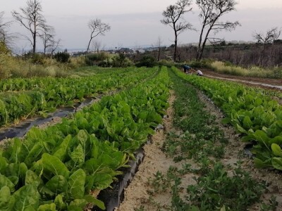 OPG Roguljić u Kučinama proizvodi med i pčelinje proizvode, soparnik, maslinovo ulje i suhe smokve te uzgaja buše