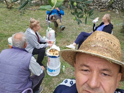 BERBA MASLINA U HERCEGOVINI