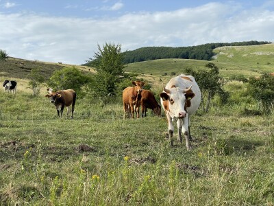 Tešija … ne objaviti još