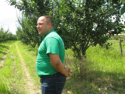 Čačanska rana šljiva