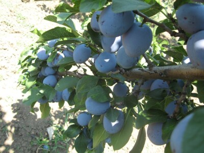 Čačanska rana šljiva