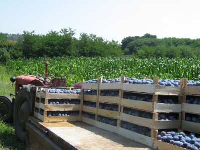 Čačanska rana šljiva