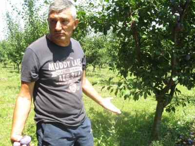 Čačanska rana šljiva