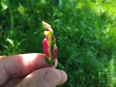 Čađava krasstavost krušaka i lisna vaš gala jabuke