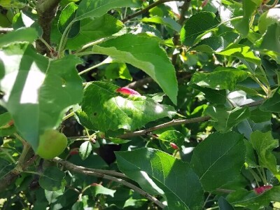 Čađava krasstavost krušaka i lisna vaš gala jabuke