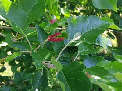 Čađava krasstavost krušaka i lisna vaš gala jabuke