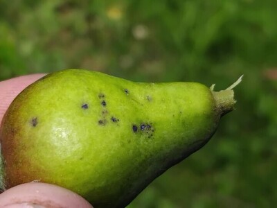 Čađava krasstavost krušaka i lisna vaš gala jabuke