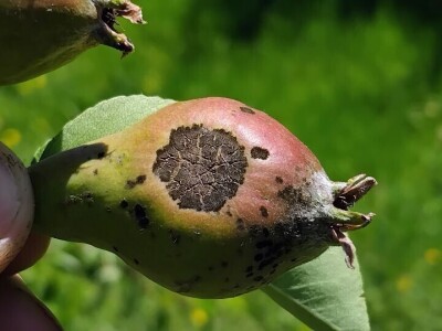 Čađava krasstavost krušaka i lisna vaš gala jabuke