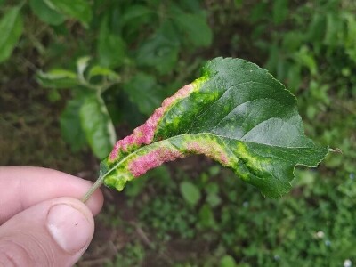 Čađava krasstavost krušaka i lisna vaš gala jabuke