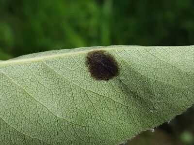 Čađava krasstavost krušaka i lisna vaš gala jabuke