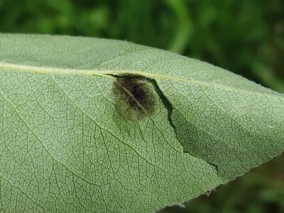 Čađava krasstavost krušaka i lisna vaš gala jabuke