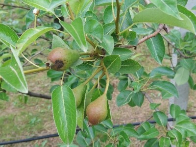 Čađava krastavost jabuka Čađava krastavost jabuka