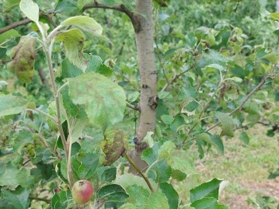 Čađava krastavost jabuka Čađava krastavost jabuka