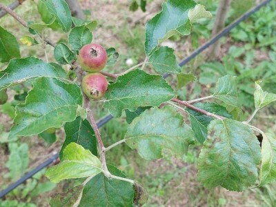Čađava krastavost jabuka Čađava krastavost jabuka