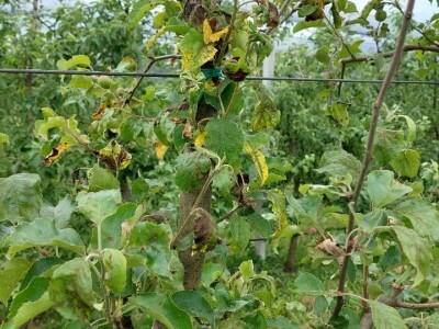 Čađava krastavost jabuka Čađava krastavost jabuka