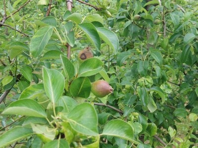 Čađava krastavost jabuka Čađava krastavost jabuka