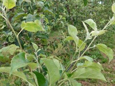 Čađava krastavost jabuka Čađava krastavost jabuka