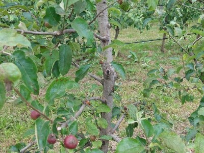 Čađava krastavost jabuka Čađava krastavost jabuka