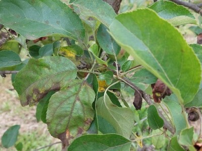 Čađava krastavost jabuka Čađava krastavost jabuka