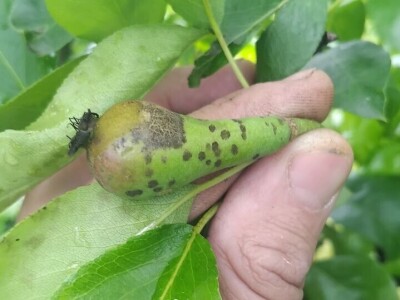 Čađava krastavost krušaka