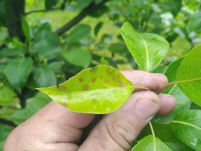 Čađava krastavost krušaka