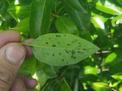Čađava krastavost krušaka