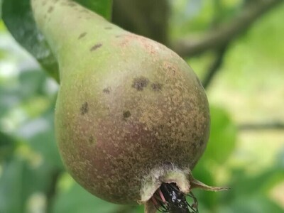 Čađava krastavost krušaka