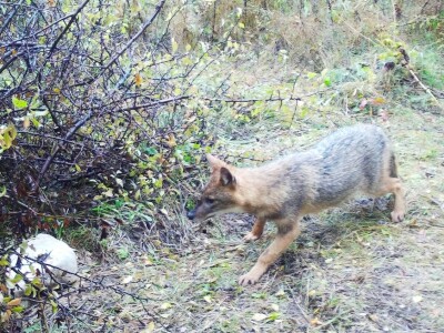 Prof. dr. sc. Josip Kusak - vukovi i križanci