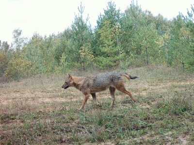 Prof. dr. sc. Josip Kusak - vukovi i križanci