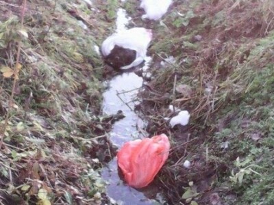 Neodgovorni pojedinci bacaju ostatke domaćih životinja po kanalima što privlači čagljeve