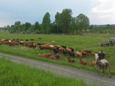 Alarmantno stanje zbog čagljeva