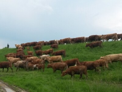 Alarmantno stanje zbog čagljeva