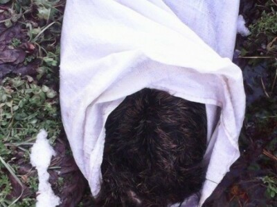 Dijelovi tijela svinje u kanalu