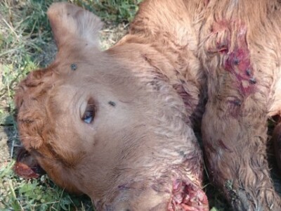 Gelemanovićima su čagljevi zaklali 150 teladi