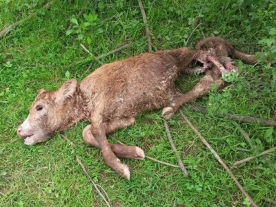 Alarmantno stanje zbog čagljeva