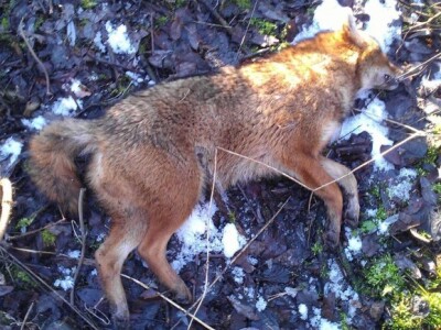 U Posavini obitava zlatni čagalj