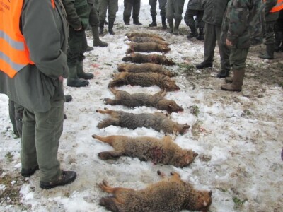 Odstrijeljeni čagljevi