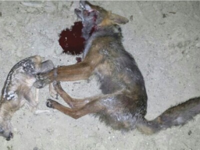 Našao se na meti lovaca čagalj koji je usmrtio lane