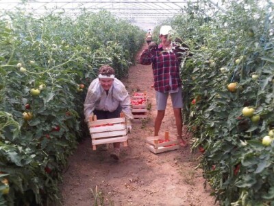 S berbama se počinje tijekom lipnja, a završava u listopadu