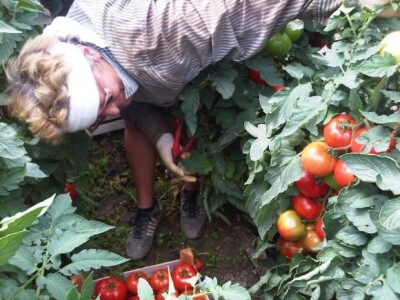 Povrtlarstvo je mukotrpan posao u kojem se sve radi ručno