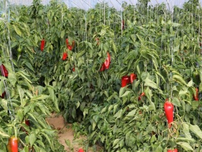 Čajkulići su se odlučili za uzgoj paprike, rajčice, krastavac i salate