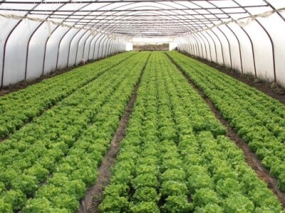 Pod plastenicima je 5,5 hektara površina