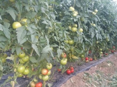 Plan im je proširiti plastenike za 2,3 hektara novih