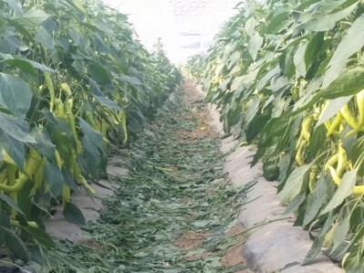 S projektima apliciraju na programe iz Ruralnog razvoja