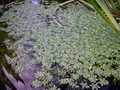 Žabovlatka Žabovlatka