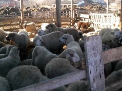 Ovce na imanju Požarevih