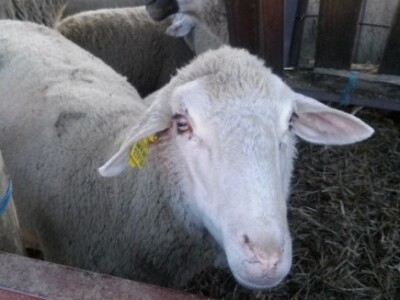 Jedna od životinja s imanja Simona Požara u Novom Bezdanu